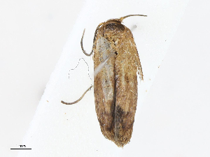  ( - CBG-A05383-D06)  @11 [ ] CreativeCommons - Attribution (2023) CBG Photography Group Centre for Biodiversity Genomics