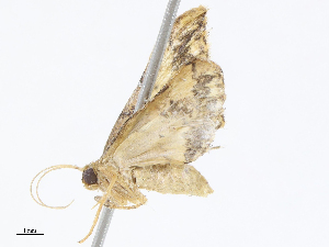  (Idaea Malaise4380 - CBG-A05384-C05)  @11 [ ] CreativeCommons - Attribution (2023) CBG Photography Group Centre for Biodiversity Genomics