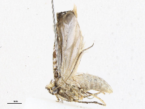  ( - CBG-A05385-A03)  @11 [ ] CreativeCommons - Attribution (2023) CBG Photography Group Centre for Biodiversity Genomics