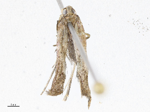  (gelMalaise01 Malaise6607 - CBG-A05385-A05)  @11 [ ] CreativeCommons - Attribution (2023) CBG Photography Group Centre for Biodiversity Genomics