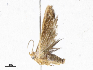  ( - CBG-A05385-A08)  @11 [ ] CreativeCommons - Attribution (2023) CBG Photography Group Centre for Biodiversity Genomics