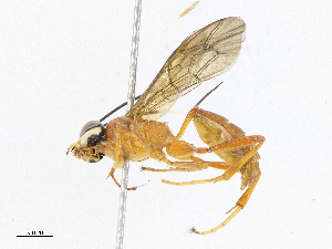  (ichneuMalaise01 Malaise6122 - CBG-A06255-B01)  @11 [ ] CreativeCommons - Attribution (2023) CBG Photography Group Centre for Biodiversity Genomics