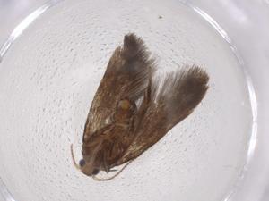  ( - CBG-A07206-G09)  @11 [ ] CreativeCommons - Attribution (2023) Centre for Biodiversity Genomics Centre for Biodiversity Genomics