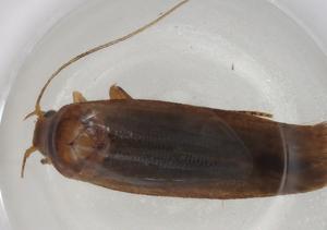  ( - CBG-A07207-A11)  @11 [ ] CreativeCommons - Attribution (2023) Centre for Biodiversity Genomics Centre for Biodiversity Genomics