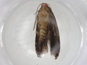  ( - CBG-A07207-B03)  @11 [ ] CreativeCommons - Attribution (2023) Centre for Biodiversity Genomics Centre for Biodiversity Genomics