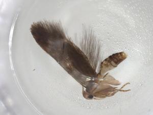  ( - CBG-A07207-D12)  @11 [ ] CreativeCommons - Attribution (2023) Centre for Biodiversity Genomics Centre for Biodiversity Genomics