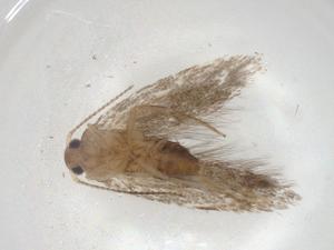  ( - CBG-A07207-G04)  @11 [ ] CreativeCommons - Attribution (2023) Centre for Biodiversity Genomics Centre for Biodiversity Genomics