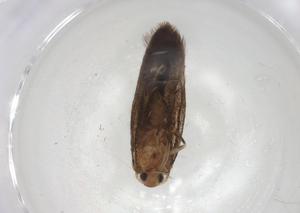  ( - CBG-A07207-G05)  @11 [ ] CreativeCommons - Attribution (2023) Centre for Biodiversity Genomics Centre for Biodiversity Genomics