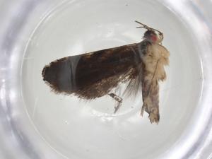  ( - CBG-A07207-H09)  @11 [ ] CreativeCommons - Attribution (2023) Centre for Biodiversity Genomics Centre for Biodiversity Genomics