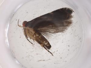  ( - CBG-A07214-A02)  @11 [ ] CreativeCommons - Attribution (2023) Centre for Biodiversity Genomics Centre for Biodiversity Genomics