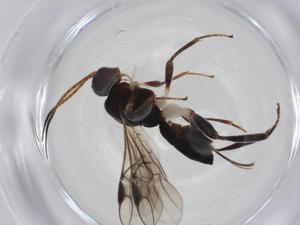  (Nealiolus Malaise2952 - CBG-A17196-E05)  @11 [ ] CreativeCommons - Attribution Share - Alike (2023) Centre for Biodiversity Genomics Centre for Biodiversity Genomics