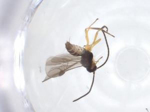  (Bracon Malaise9856 - CBG-A17221-G09)  @11 [ ] CreativeCommons - Attribution Share - Alike (2023) Centre for Biodiversity Genomics Centre for Biodiversity Genomics