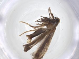  ( - CBG-A17226-A03)  @11 [ ] CreativeCommons - Attribution Share - Alike (2023) Centre for Biodiversity Genomics Centre for Biodiversity Genomics