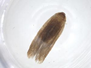  ( - CBG-A17226-D12)  @11 [ ] CreativeCommons - Attribution Share - Alike (2023) Centre for Biodiversity Genomics Centre for Biodiversity Genomics