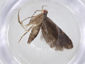  ( - CBG-A17255-D08)  @11 [ ] CreativeCommons - Attribution Share - Alike (2023) Centre for Biodiversity Genomics Centre for Biodiversity Genomics