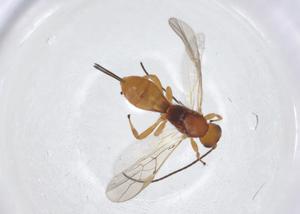  (Psenobolus Malaise2307 - CBG-A17274-D11)  @11 [ ] CreativeCommons - Attribution Share - Alike (2023) Centre for Biodiversity Genomics Centre for Biodiversity Genomics