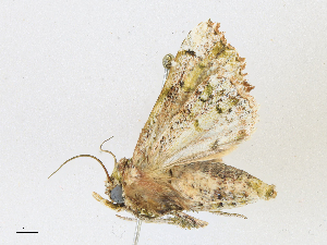  (Chytonidia Malaise7093 - CBG-A17529-D09)  @11 [ ] CreativeCommons - Attribution Share - Alike (2023) CBG Photography Group Centre for Biodiversity Genomics