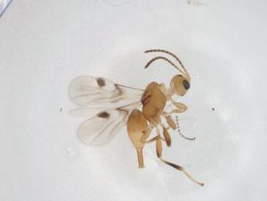  ( - CBG-A19100-G03)  @11 [ ] CreativeCommons - Attribution Share - Alike (2023) Centre for Biodiversity Genomics Centre for Biodiversity Genomics