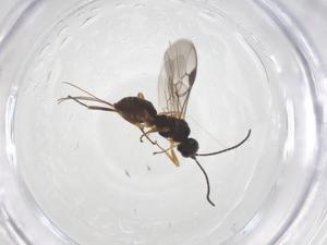  ( - CBG-A52720-B01)  @11 [ ] CreativeCommons - Attribution Share - Alike (2024) Centre for Biodiversity Genomics Centre for Biodiversity Genomics