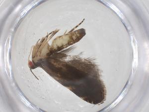  ( - CBG-A52720-F05)  @11 [ ] CreativeCommons - Attribution Share - Alike (2024) Centre for Biodiversity Genomics Centre for Biodiversity Genomics