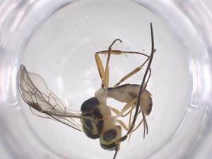  ( - CBG-A52722-C12)  @11 [ ] CreativeCommons - Attribution Share - Alike (2024) Centre for Biodiversity Genomics Centre for Biodiversity Genomics