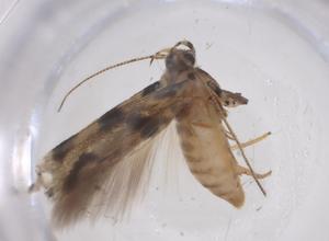  ( - CBG-A52722-D03)  @11 [ ] CreativeCommons - Attribution Share - Alike (2024) Centre for Biodiversity Genomics Centre for Biodiversity Genomics