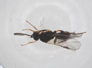  ( - CBG-A52723-E07)  @11 [ ] CreativeCommons - Attribution Share - Alike (2024) Centre for Biodiversity Genomics Centre for Biodiversity Genomics