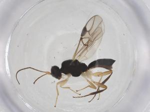  ( - CBG-A52726-E07)  @11 [ ] CreativeCommons - Attribution Share - Alike (2024) Centre for Biodiversity Genomics Centre for Biodiversity Genomics