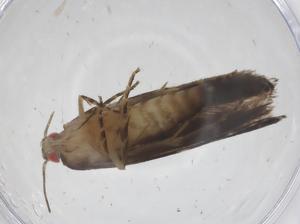  ( - CBG-A52726-F12)  @11 [ ] CreativeCommons - Attribution Share - Alike (2024) Centre for Biodiversity Genomics Centre for Biodiversity Genomics