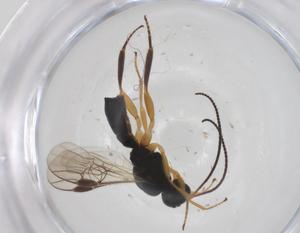  ( - CBG-A52727-D05)  @11 [ ] CreativeCommons - Attribution Share - Alike (2024) Centre for Biodiversity Genomics Centre for Biodiversity Genomics