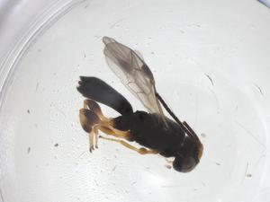  ( - CBG-A52727-H11)  @11 [ ] CreativeCommons - Attribution Share - Alike (2024) Centre for Biodiversity Genomics Centre for Biodiversity Genomics