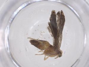  (tortMalaise01 Malaise6831 - CBG-A52728-E06)  @11 [ ] CreativeCommons - Attribution Share - Alike (2024) Centre for Biodiversity Genomics Centre for Biodiversity Genomics