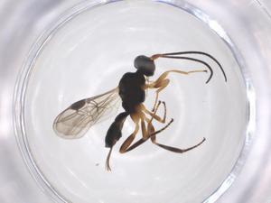  ( - CBG-A52728-H08)  @11 [ ] CreativeCommons - Attribution Share - Alike (2024) Centre for Biodiversity Genomics Centre for Biodiversity Genomics