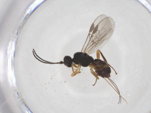  ( - CBG-A52729-G08)  @11 [ ] CreativeCommons - Attribution Share - Alike (2024) Centre for Biodiversity Genomics Centre for Biodiversity Genomics