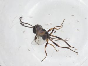  ( - CBG-A52730-B08)  @11 [ ] CreativeCommons - Attribution Share - Alike (2024) Centre for Biodiversity Genomics Centre for Biodiversity Genomics