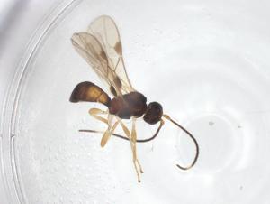  ( - CBG-A52730-H11)  @11 [ ] CreativeCommons - Attribution Share - Alike (2024) Centre for Biodiversity Genomics Centre for Biodiversity Genomics