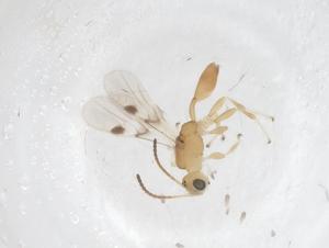  ( - CBG-A52732-B12)  @11 [ ] CreativeCommons - Attribution Share - Alike (2024) Centre for Biodiversity Genomics Centre for Biodiversity Genomics