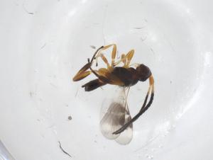  ( - CBG-A52742-E08)  @11 [ ] CreativeCommons - Attribution Share - Alike (2024) Centre for Biodiversity Genomics Centre for Biodiversity Genomics