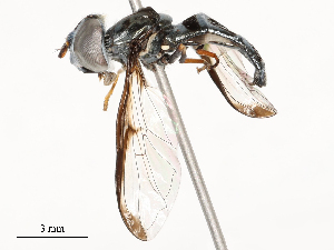  ( - CBG-A53620-E01)  @11 [ ] CreativeCommons - Attribution Share - Alike (2024) CBG Photography Group Centre for Biodiversity Genomics