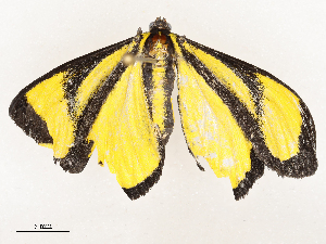  ( - CBG-A54409-A01)  @11 [ ] CreativeCommons - Attribution Share - Alike (2024) CBG Photography Group Centre for Biodiversity Genomics