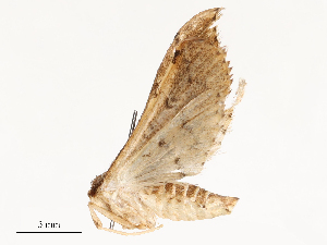  ( - CBG-A54409-B01)  @11 [ ] CreativeCommons - Attribution Share - Alike (2024) CBG Photography Group Centre for Biodiversity Genomics