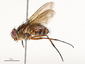  ( - CBG-A54409-D03)  @11 [ ] CreativeCommons - Attribution Share - Alike (2024) CBG Photography Group Centre for Biodiversity Genomics