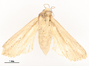  ( - CBG-A54409-E03)  @11 [ ] CreativeCommons - Attribution Share - Alike (2024) CBG Photography Group Centre for Biodiversity Genomics