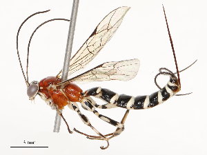  ( - CBG-A54412-B02)  @11 [ ] CreativeCommons - Attribution Share - Alike (2024) CBG Photography Group Centre for Biodiversity Genomics