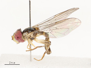  ( - CBG-A54451-B03)  @11 [ ] CreativeCommons - Attribution Share - Alike (2024) CBG Photography Group Centre for Biodiversity Genomics