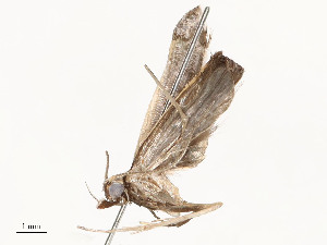  ( - CBG-A54451-G08)  @11 [ ] CreativeCommons - Attribution Share - Alike (2024) CBG Photography Group Centre for Biodiversity Genomics