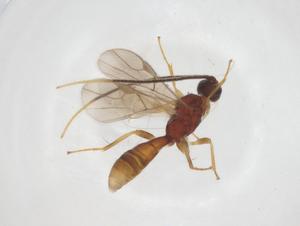  ( - CBG-A55561-C02)  @11 [ ] CreativeCommons - Attribution Share - Alike (2024) Centre for Biodiversity Genomics Centre for Biodiversity Genomics