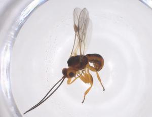  ( - CBG-A55564-F06)  @11 [ ] CreativeCommons - Attribution Share - Alike (2024) Centre for Biodiversity Genomics Centre for Biodiversity Genomics