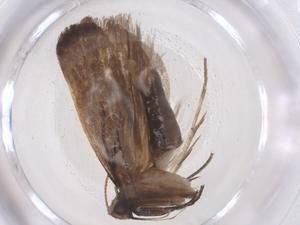  ( - CBG-A55567-G02)  @11 [ ] CreativeCommons - Attribution Share - Alike (2024) Centre for Biodiversity Genomics Centre for Biodiversity Genomics