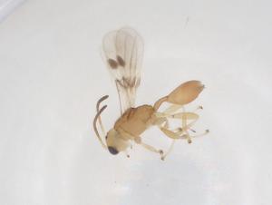  ( - CBG-A55580-B04)  @11 [ ] CreativeCommons - Attribution Share - Alike (2024) Centre for Biodiversity Genomics Centre for Biodiversity Genomics